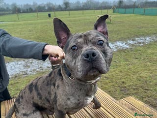 Mixed Breed dogs Storm - Advert 1