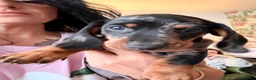 Dachshund dogs for sale: Dachund dapple boy - Advert 6
