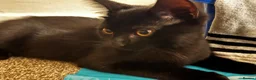Domestic Shorthair cats for sale: Black Kitten with White Pouch (3 months) - Advert 10