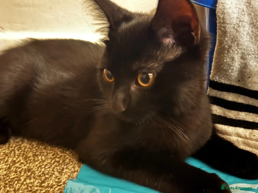 Domestic Shorthair cats for sale: Black Kitten with White Pouch (3 months) - Advert 10