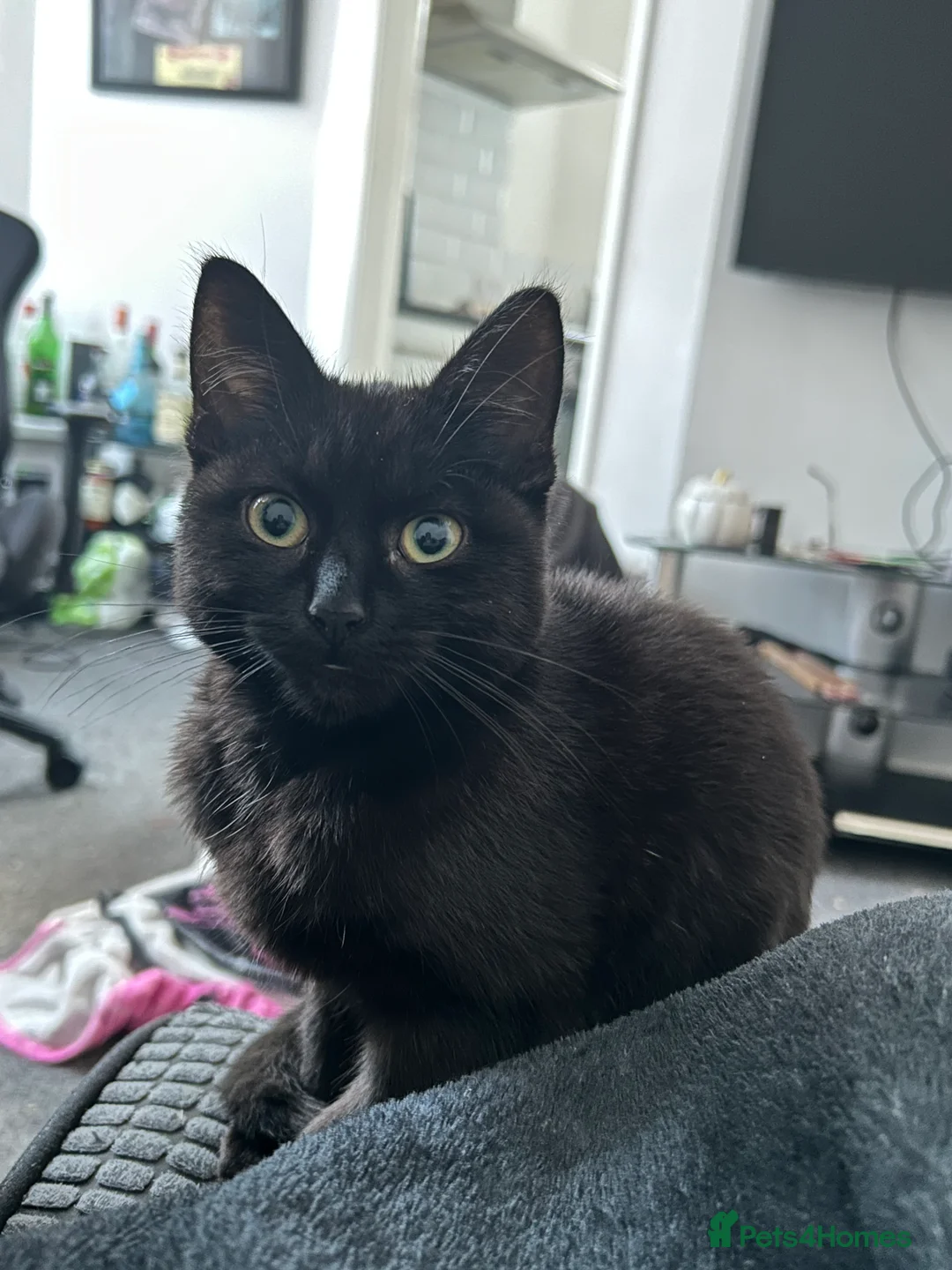 British Shorthair cats for sale: British Short hair, black, male kitten 8mo in Plymouth - Advert 2