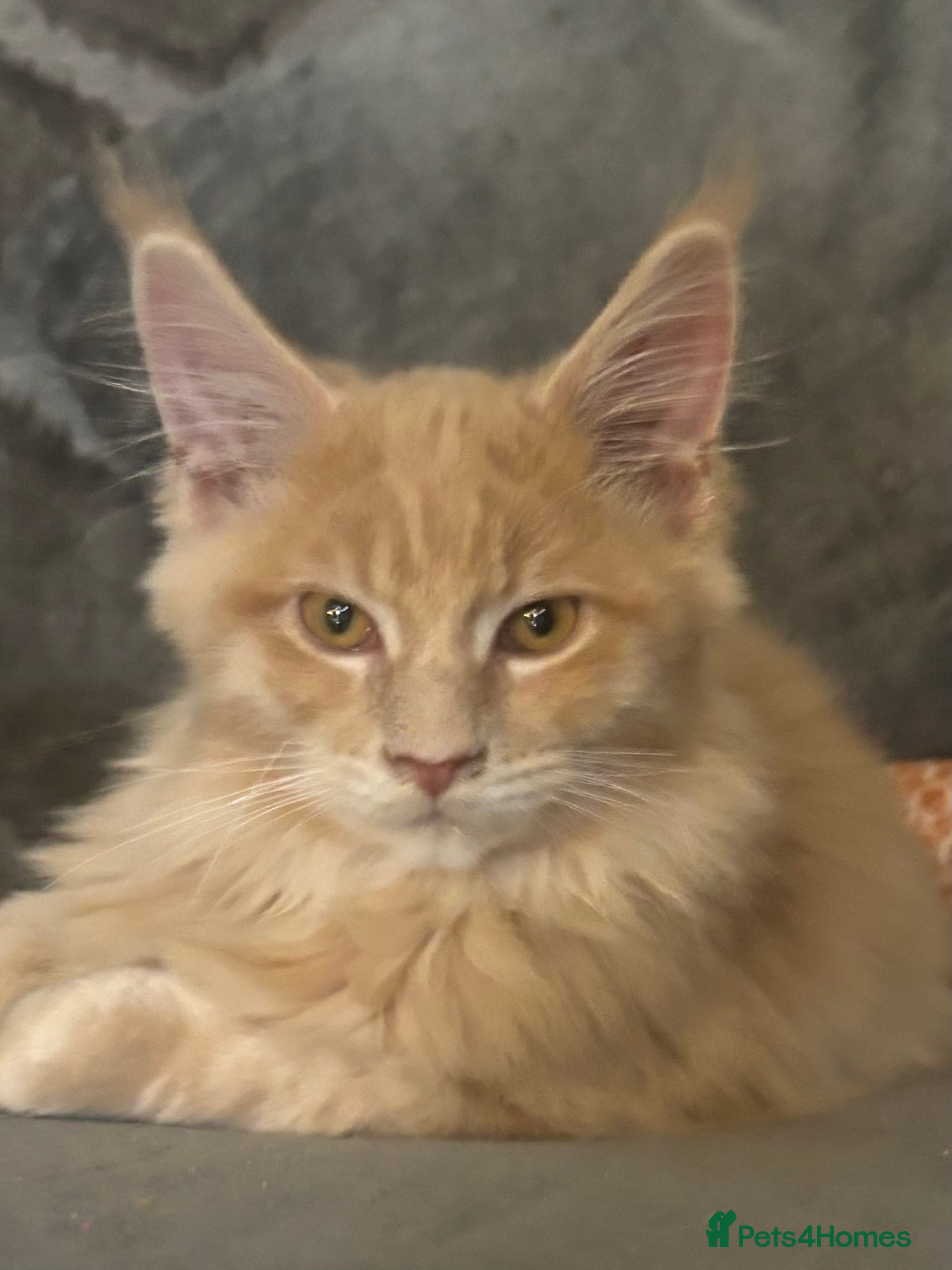 Maine Coon cats for sale: TICA Reg’d MaineCoon Kittens–Cream&Torbie-RoKits - Advert 24