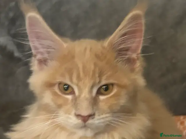 Maine Coon cats for sale: TICA Reg’d MaineCoon Kittens–Cream&Torbie-RoKits - Advert 24