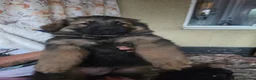 German Shepherd dogs for sale: German shepher pup - Advert 5