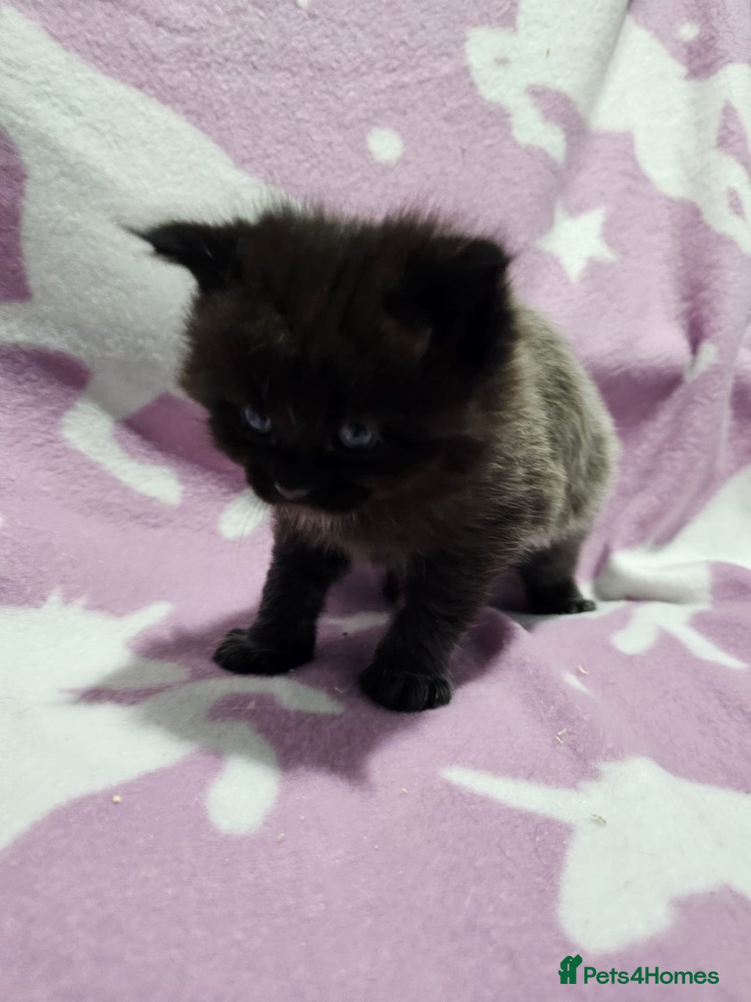 Maine Coon cats for sale: 4 stunning kittens  - Advert 9