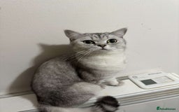 British Shorthair cats for sale: Mom and baby boy - Image 4
