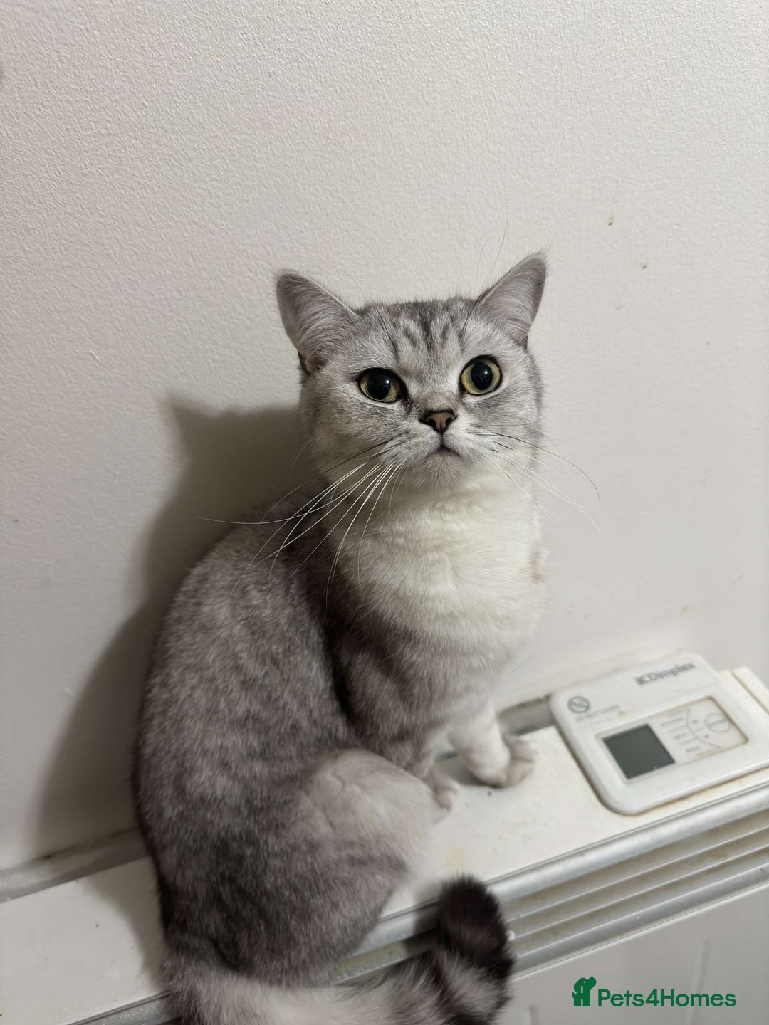 British Shorthair cats for sale: Mom and baby boy - Image 4