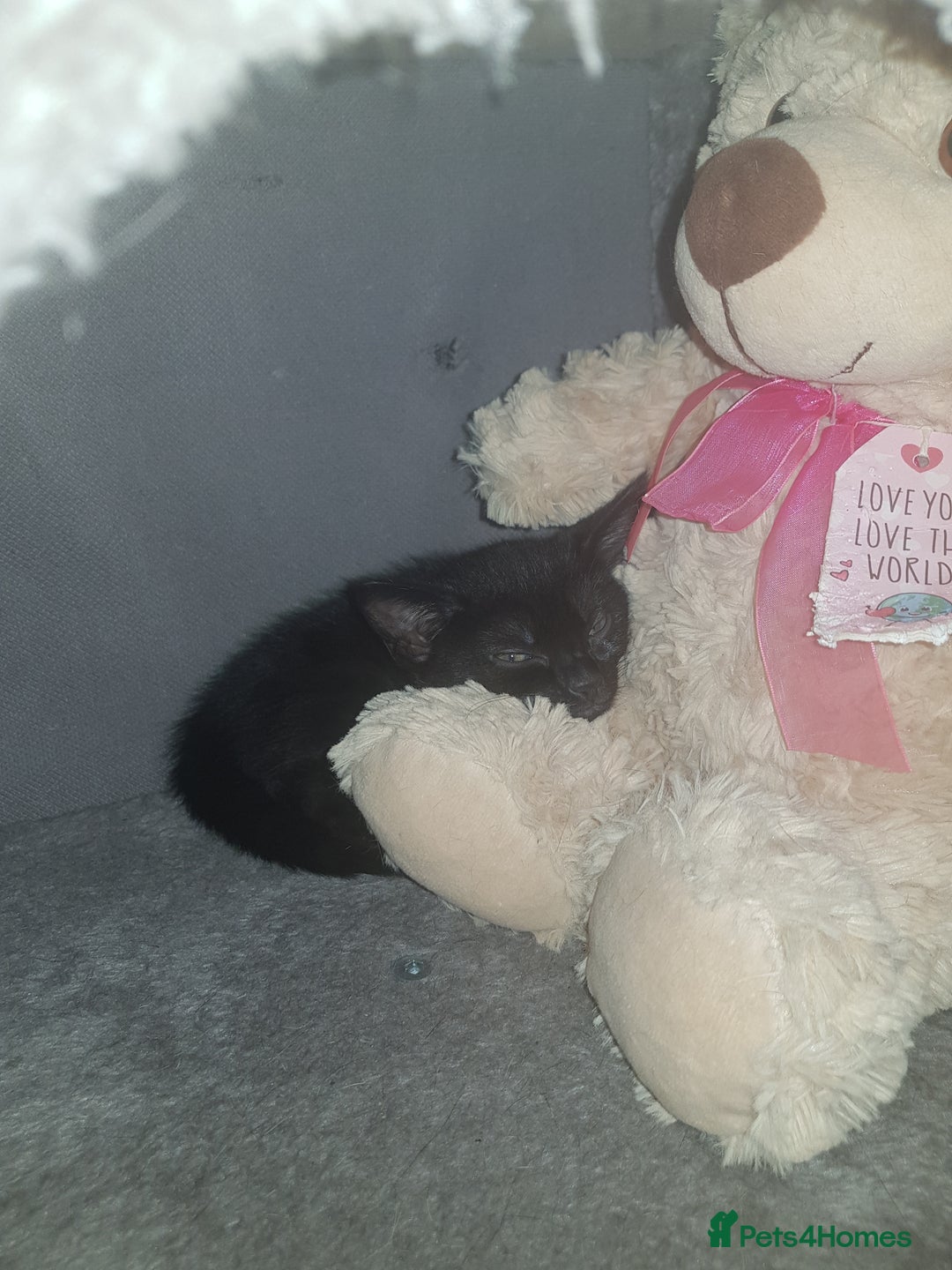 Mixed Breed cats for sale: 4 Beautiful kittens for sale - Image 6