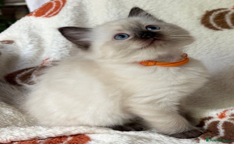 Ragdoll cats - Advert 1