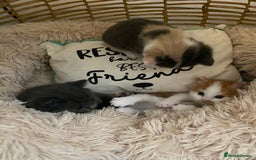 American Shorthair cats for sale: 4 amazingly beautiful kittens - Advert 3