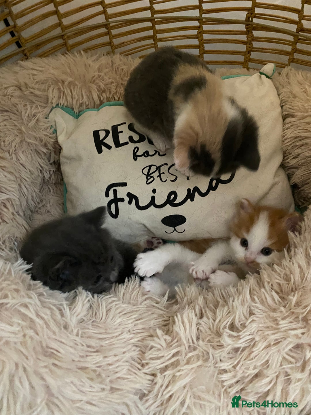 American Shorthair cats for sale: 4 amazingly beautiful kittens - Advert 3