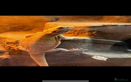 Bearded Dragon reptiles for sale: Alan - Male bearded dragon  - Advert 1