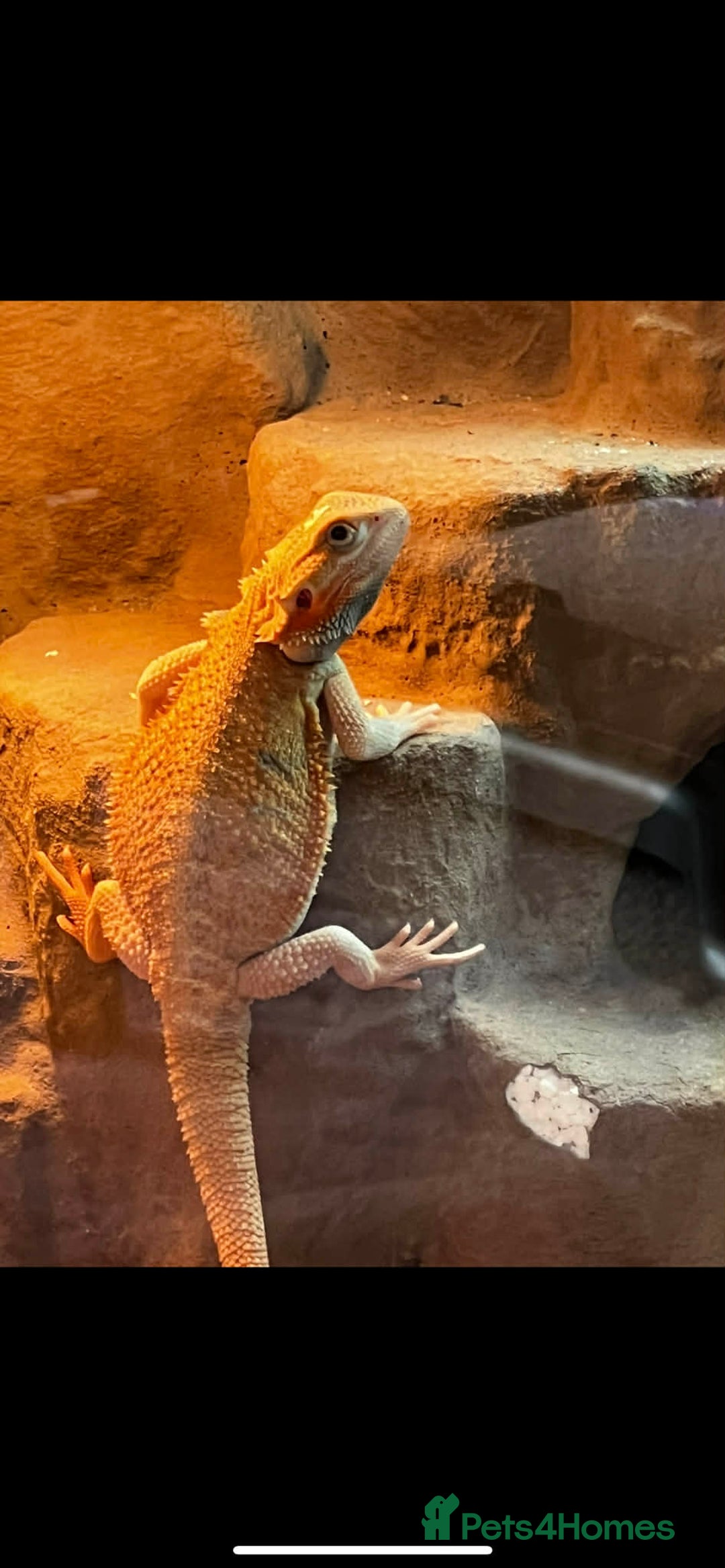 Bearded Dragon reptiles for sale: Alan - Male bearded dragon  - Advert 1