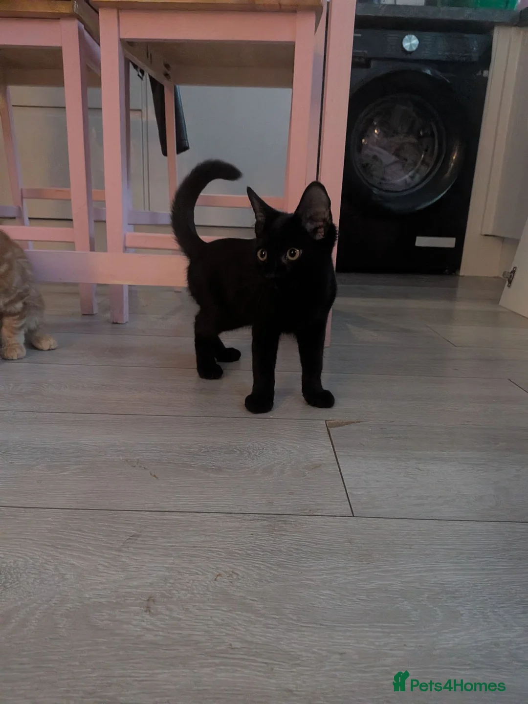British Shorthair cats for sale: Male kitten  in Orpington - Advert 2