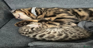 Bengal cats - Advert 14