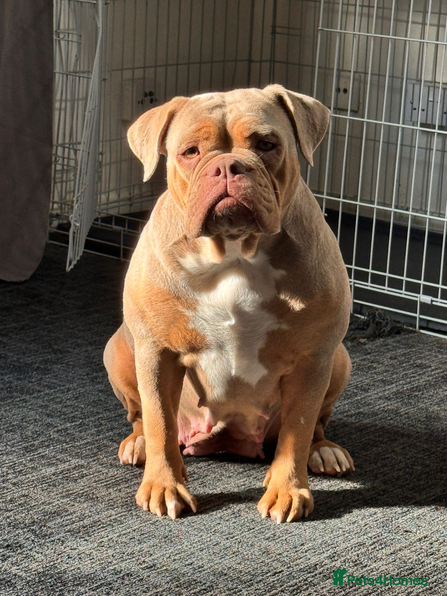 Olde English Bulldogge dogs Fluffy old English bulldog Champion Blood lines - Advert 2