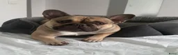 French Bulldog dogs for sale: Male French bulldog - Advert 3