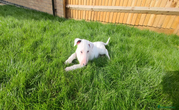 English Bull Terrier dogs - Advert 4