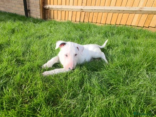English Bull Terrier dogs - Advert 12