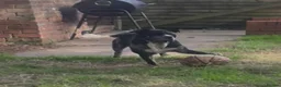 Olde English Bulldogge dogs for stud: For Stud: HarlequinMerle Olde Eng (Mammut) Bulldog - Advert 2