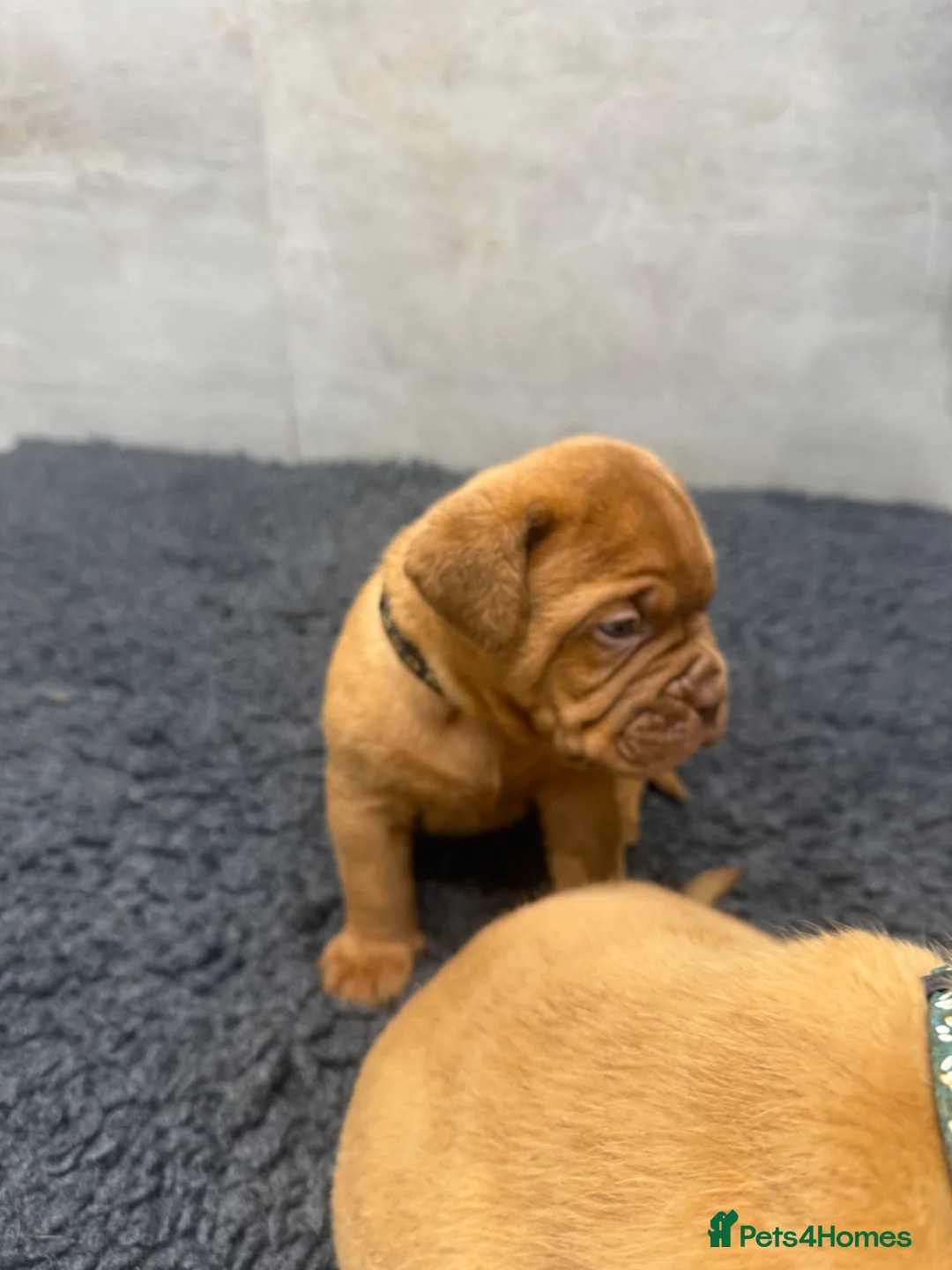 Dogue De Bordeaux dogs for sale: ** world class puppys** - Advert 14