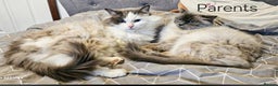 Ragdoll cats for sale: Beautiful ragdoll - Advert 13