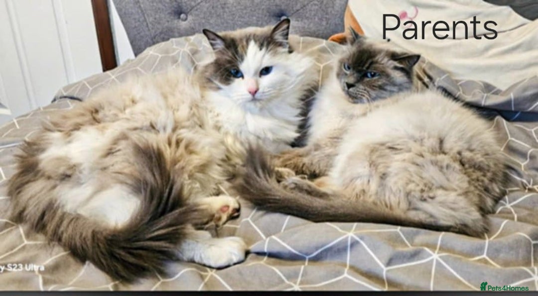 Ragdoll cats for sale: Beautiful ragdoll - Advert 13