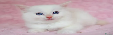 Ragdoll 1