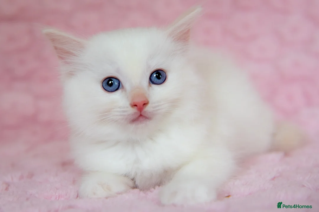 Ragdoll cats for sale: Stunning Ragdolls Ready Now. - Advert 15