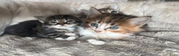 Mixed Breed cats for sale: 7 beautiful kittens mixed colours  - Advert 3