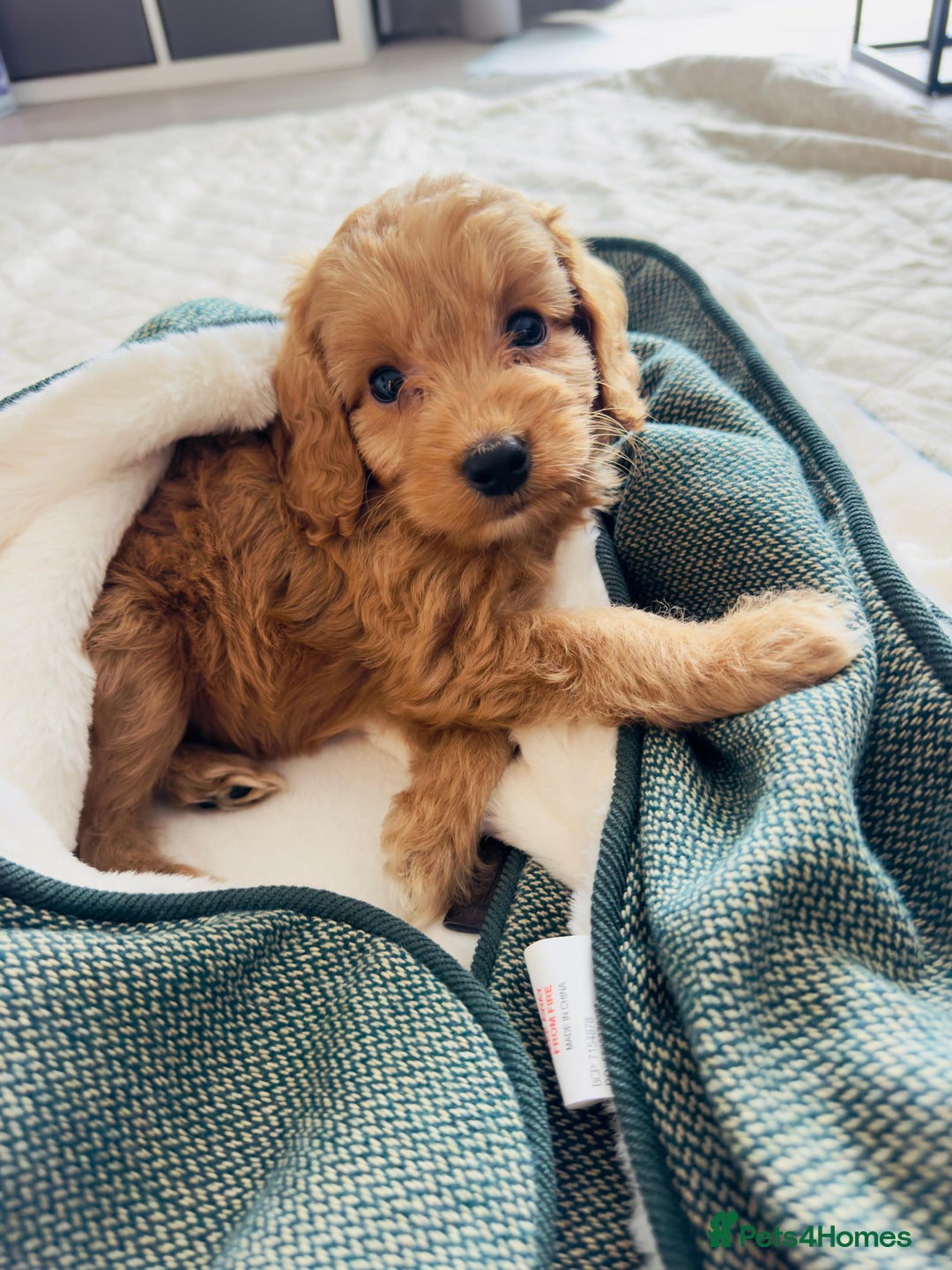 Cockapoo dogs for sale: Gorgeous last cockapoo boy available - ready to go - Image 1