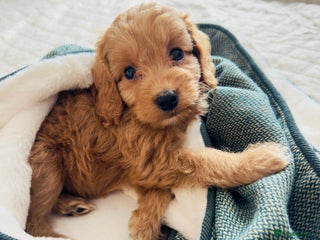 Cockapoo dogs for sale - Advert 1