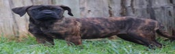 Presa Canario dogs for sale: Presa Canario Puppies (Recognised Breeder) - Advert 12