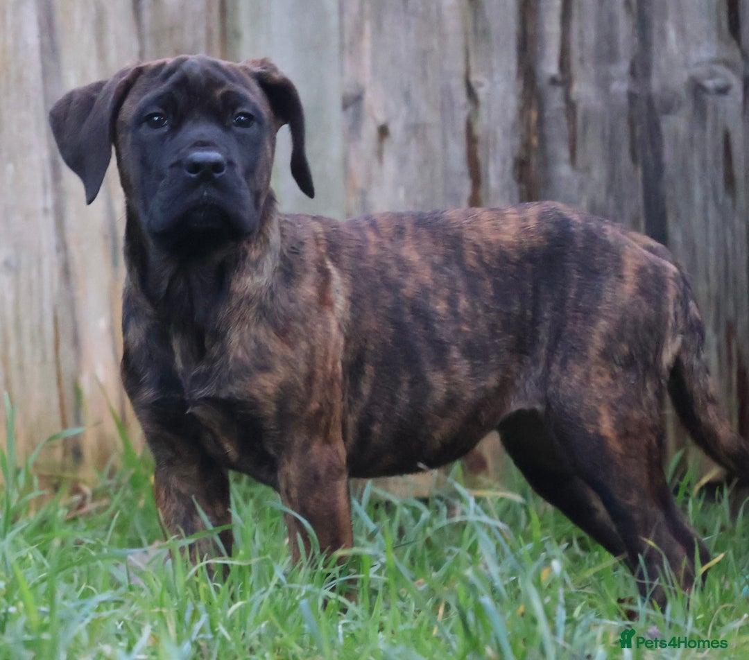 Presa Canario dogs for sale: Presa Canario Puppies (Recognised Breeder) - Advert 12