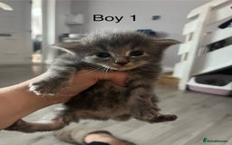 Maine Coon cats for sale: Maine Coon X - 5 Boys & 1 Girl - Image 1