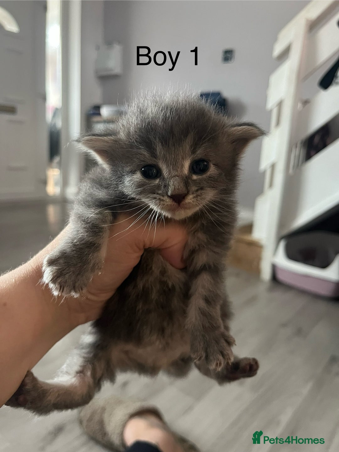 Maine Coon cats for sale: Maine Coon X - 5 Boys & 1 Girl - Image 1