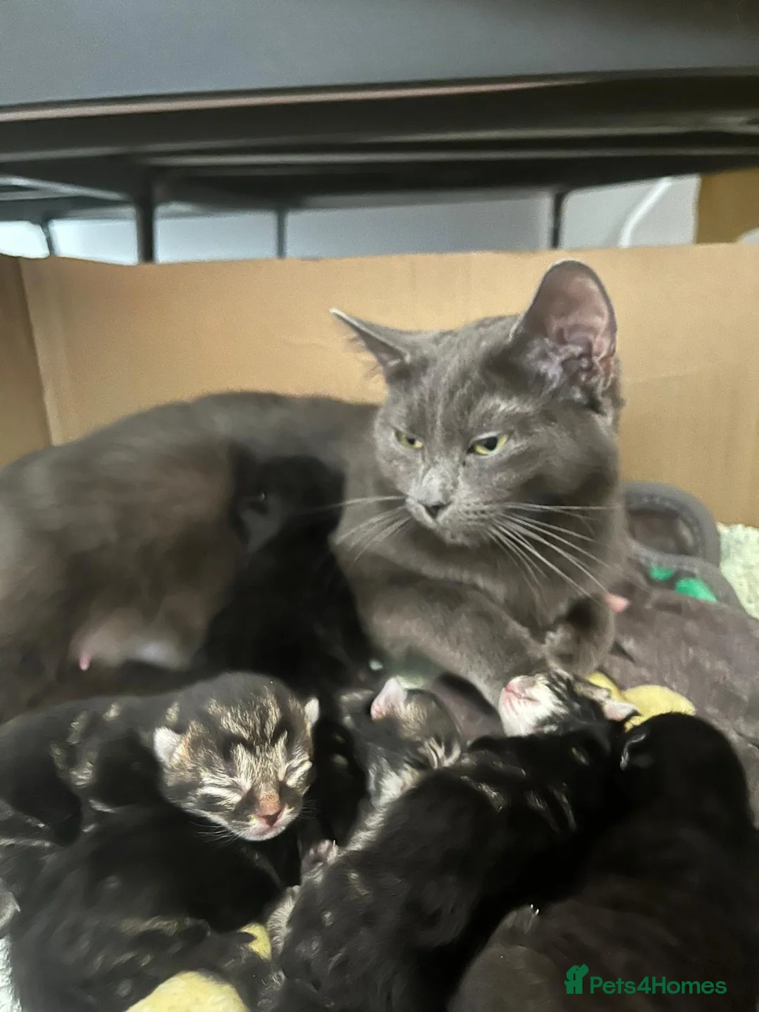 Mixed Breed cats for sale: Kittens in Norwich - Advert 8