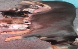 American Bully dogs for sale: 🔥🔥American bully pups 🔥🔥 - Image 14
