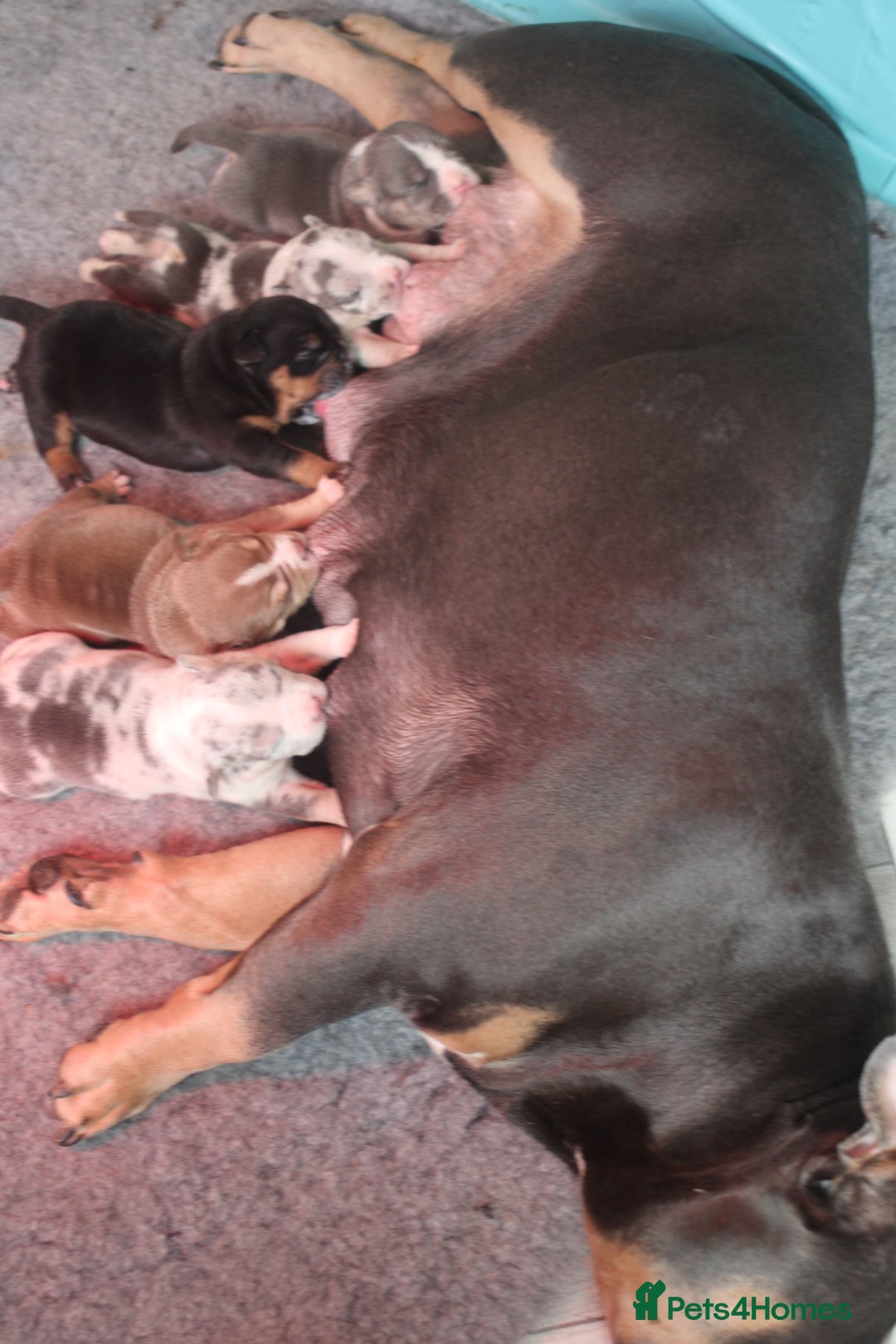 American Bully dogs for sale: 🔥🔥American bully pups 🔥🔥 - Image 14