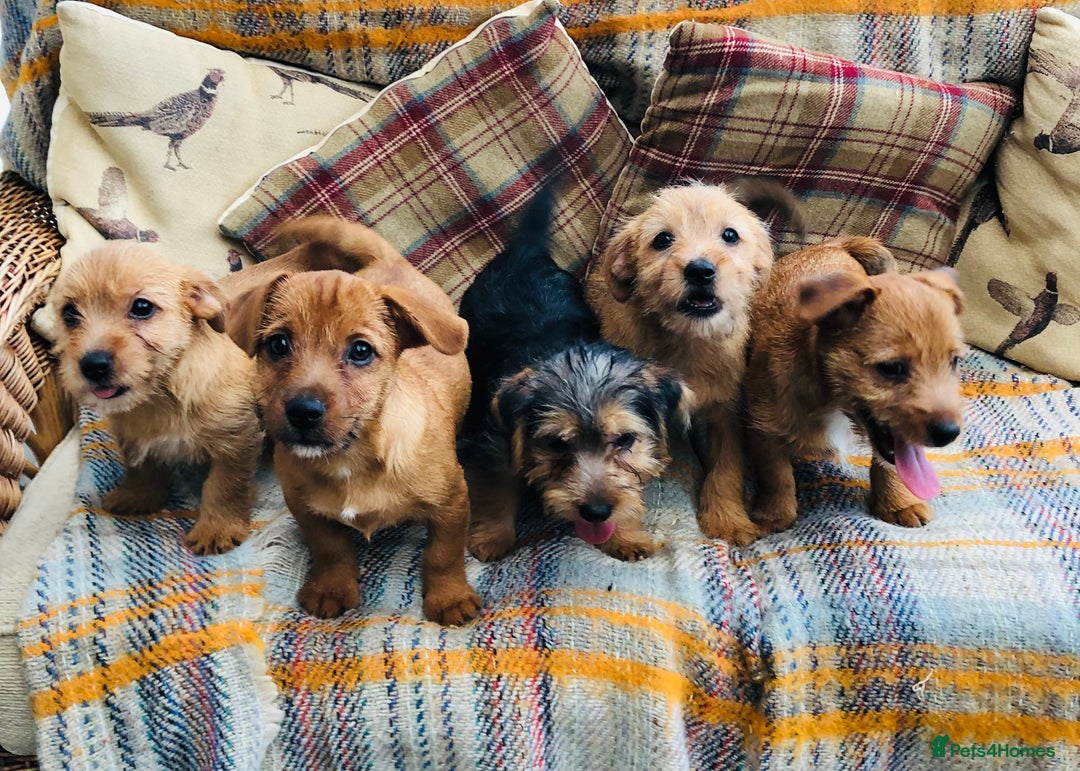 Norfolk Terrier dogs for sale: Stubleywood 3/4 Norfolk puppies - Image 18