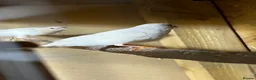 Mixed Breed birds for sale: Zebra finches  - Advert 13