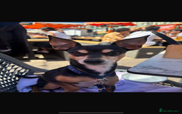 Jack Russell dogs for stud: Chihuahua cross jack russel  - Image 2