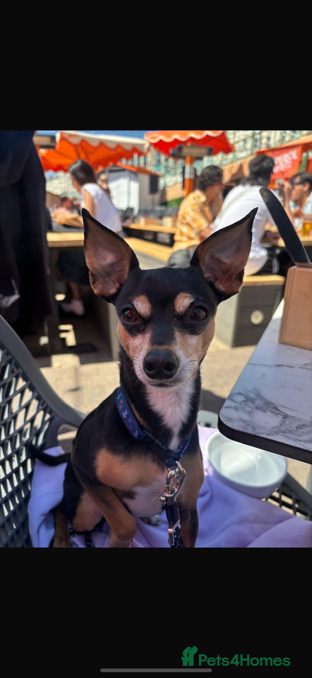 Jack Russell dogs for stud: Chihuahua cross jack russel  - Image 2