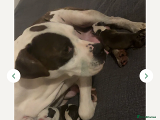 American Bulldog dogs male 17wk old american bulldog puppys - Advert 1