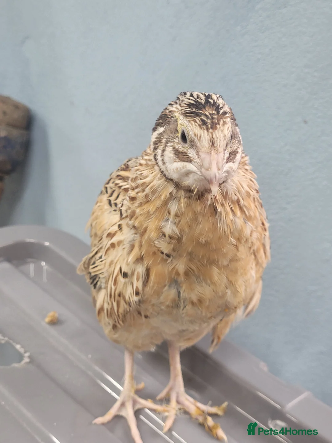 Quail poultry for sale: Quail chicks - Advert 3