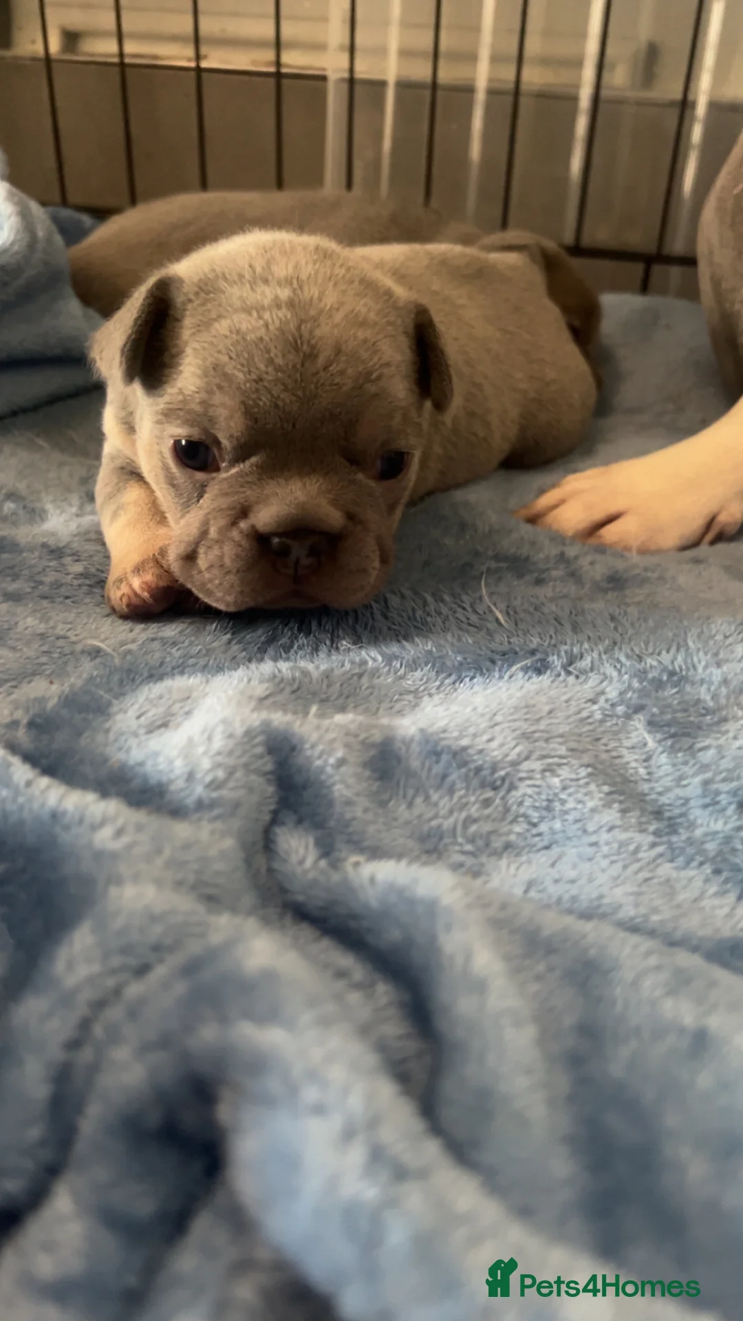 French Bulldog dogs for sale: French bulldogs - Advert 2