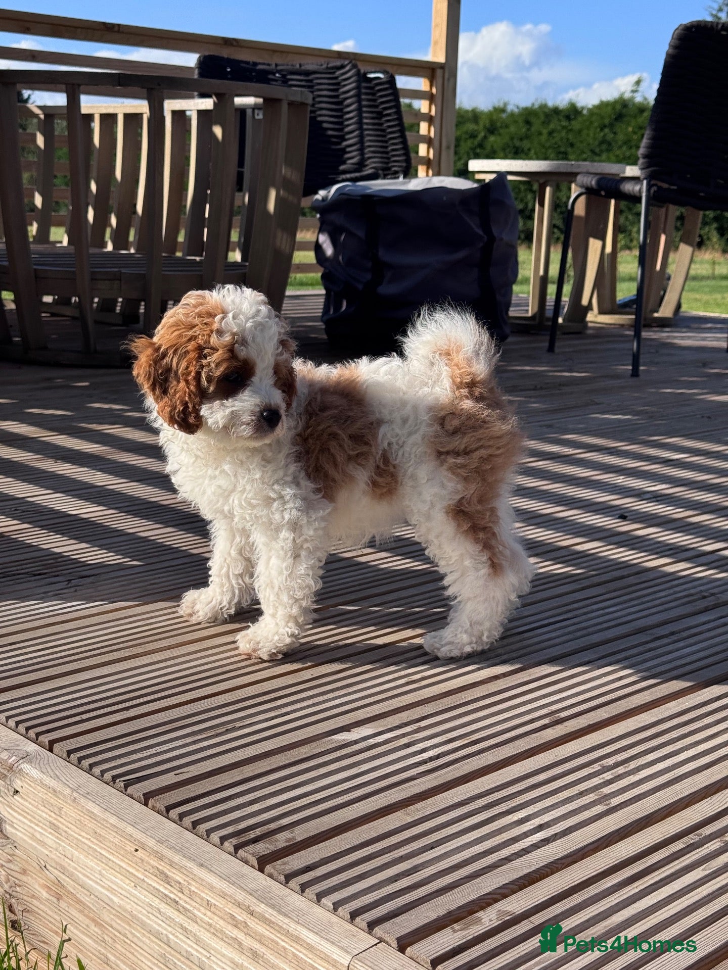 Cavapoo dogs ❤️ SMUDGE | READY FOR HER FOREVER HOME ❤️ - Advert 1