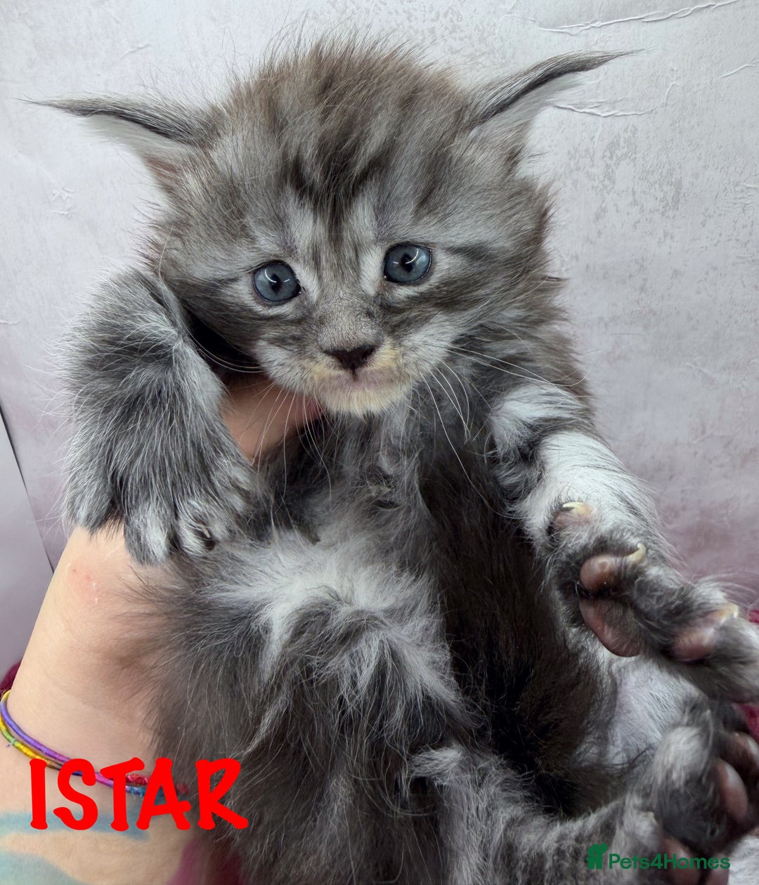 Maine Coon cats for sale: Maine Coon kittens Tica Reg.  - Advert 10