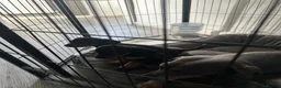 Miniature Dachshund dogs for sale: Miniature dachshund  - Advert 4