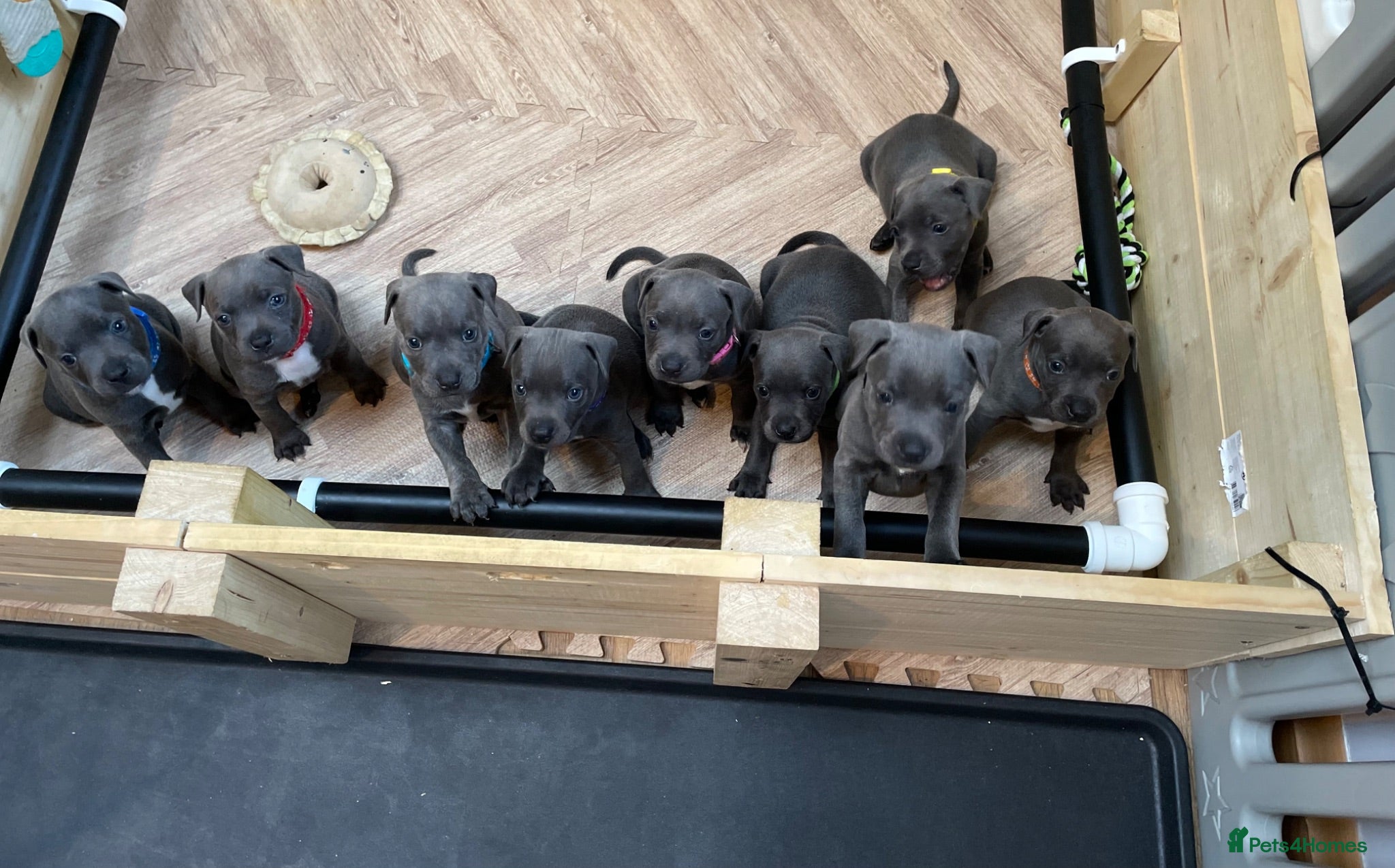 Staffordshire Bull Terrier dogs 9 gorgeous blue Staffordshire bull terrier  - Advert 1